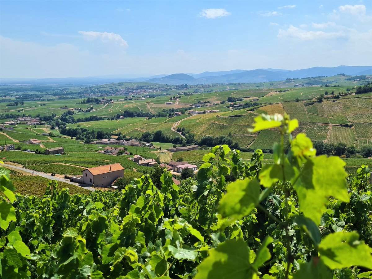#INTHEVINEYARDS : BEAUJOLAIS
Read the situation of our vineyards in Beaujolais here:
facebook.com/joseph.drouhin…
#InsideJosephDrouhin
#wine #vin #winelover #Winelife #Vineyard #nature #vendanges #2020Harvest #harvest2020 #vendanges2020 #alavigne #Beaujolais