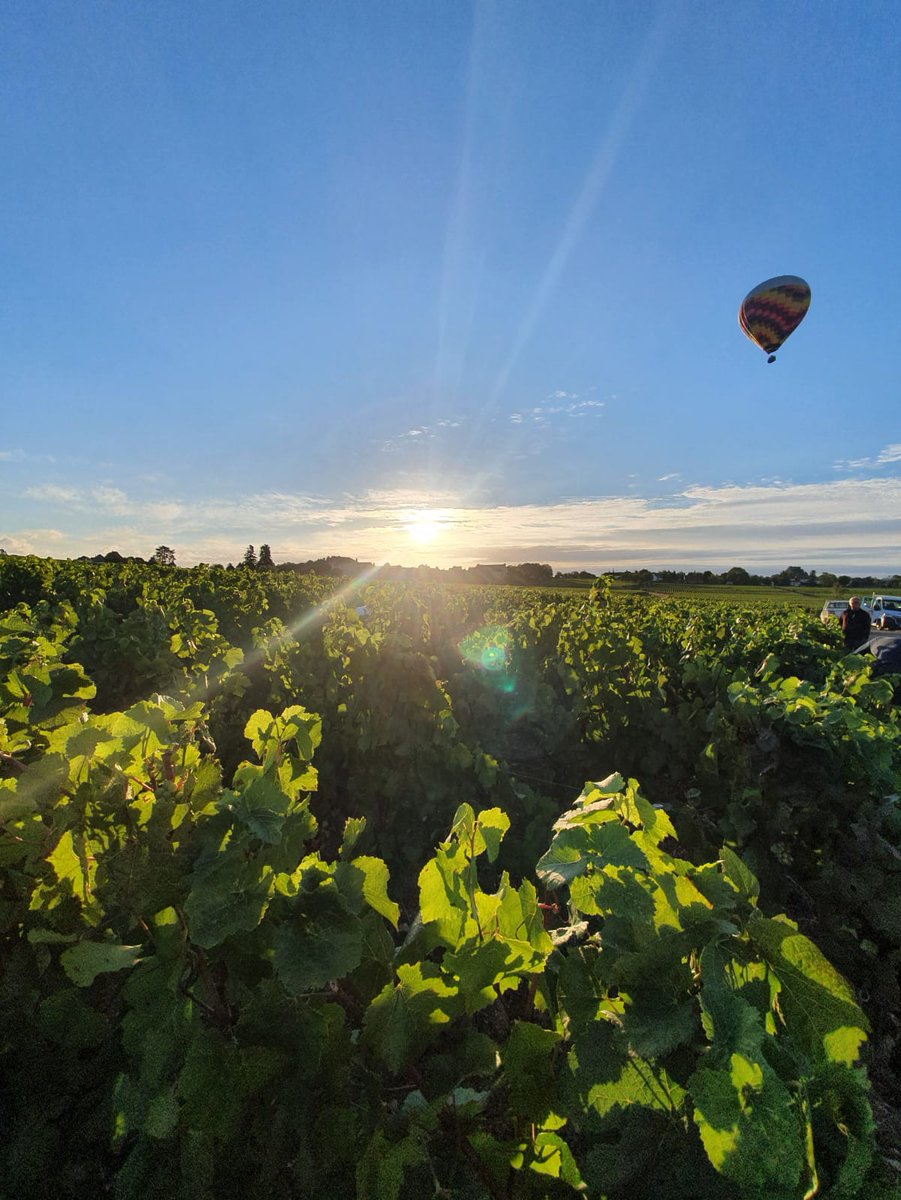 Et on continue !
---
#mercurey #domaineraquillet #vinsdebourgogne #lavignecontinue #vendanges2020