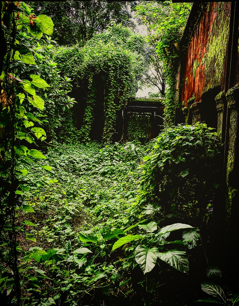 HindolPalace's tweet photo. Home in wilderness or is it wilderness at home 🤔
#GayatriGharaAgana 
#HindolPalace #MyHome #IncredibleHindol #MonsoonColours #RandomClick #MissionExplore https://t.co/gflAkawKg1