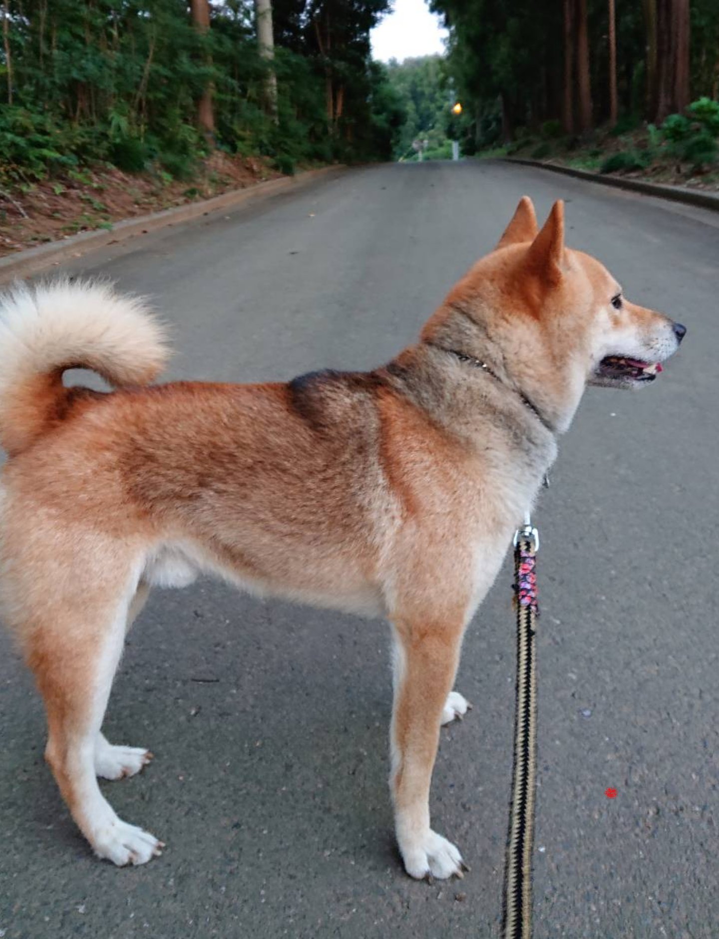 Shiba Kotarou 怖がりですが 噛みついたりはしません 割りと人懐こい子です 名前は こたろう オス 3歳 背中にうっすらと黒い毛 無だに吠えることはない優しい子です よろしくお願いいたします 迷子犬 逃走犬 つくばイオン 探しています
