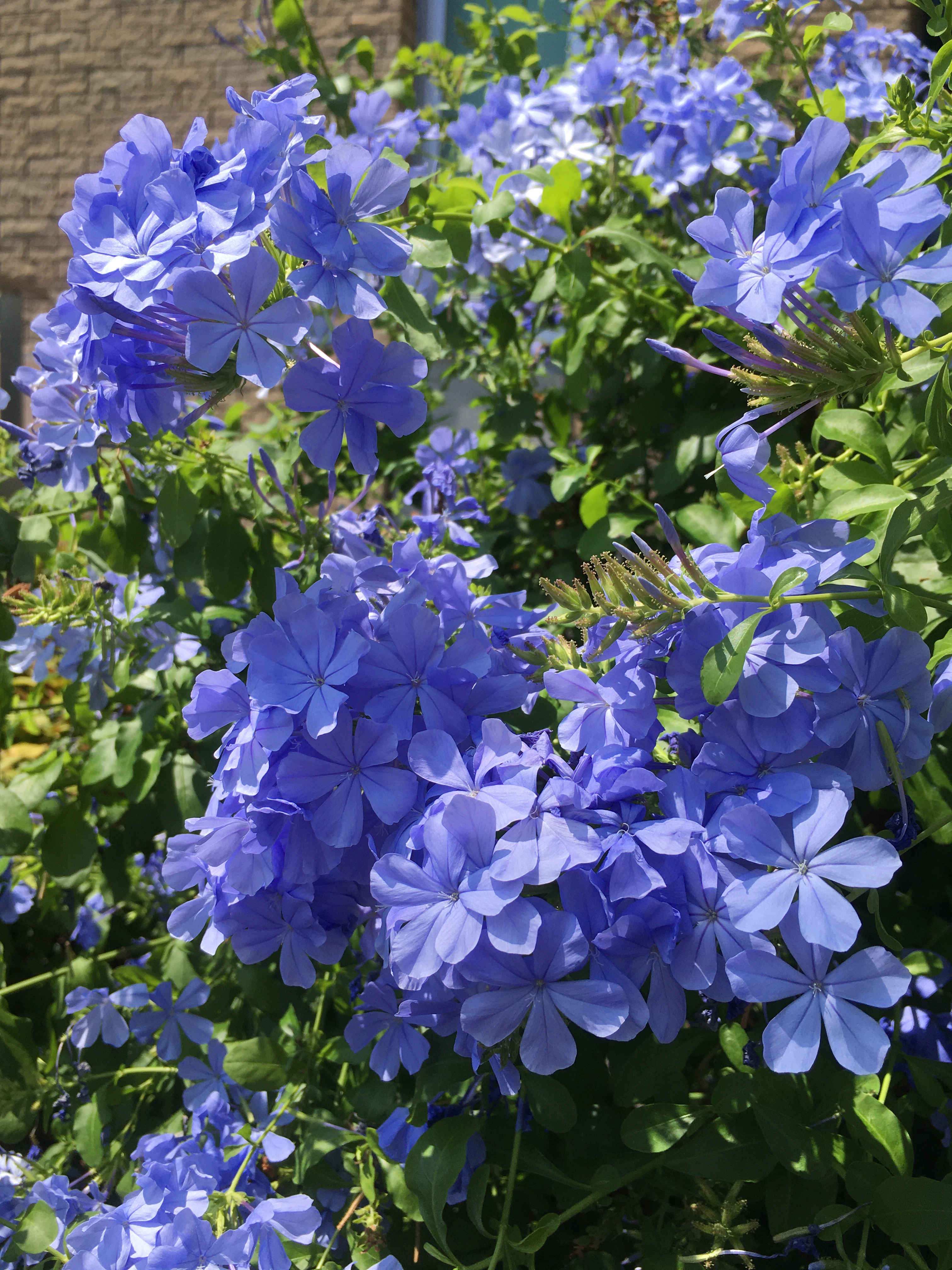 赤塚植物園オンライン 花の音 刺すような日差しの中 青い花が爽やかなプルンバーゴ 別名ルリマツリ 可憐な姿とは裏腹に 春から 秋まで次々長期間咲き続ける丈夫なお花です ただいま花の音でもお届け中です T Co Guaoepa4wc プルンバーゴ