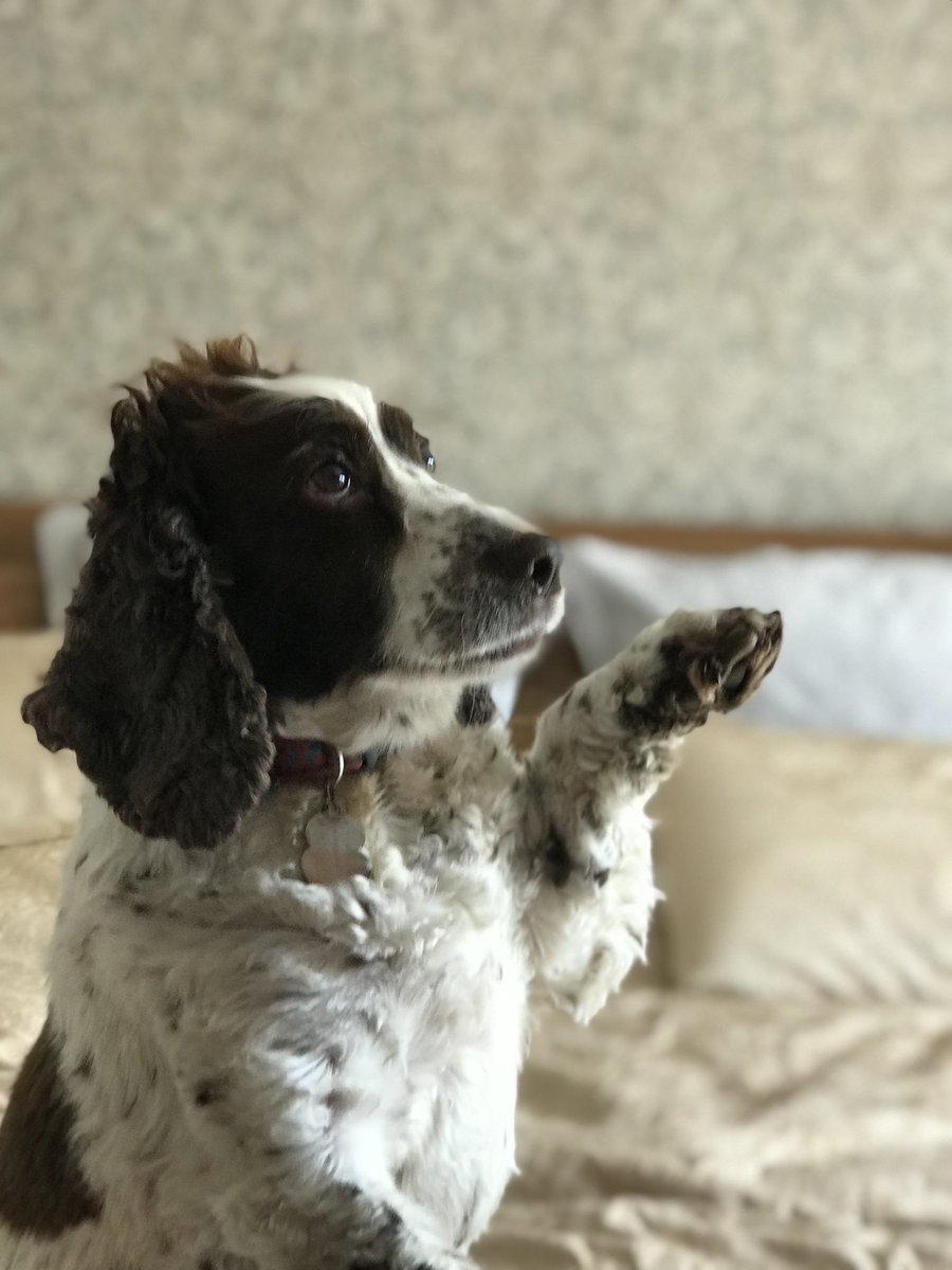 SpanielsSuper's tweet photo. @jojoob13 Thank you😊 I know I am because mum keeps telling me I am ♥️♥️ #ModestToo #AdorableMo https://t.co/6rJnXoY9Fs