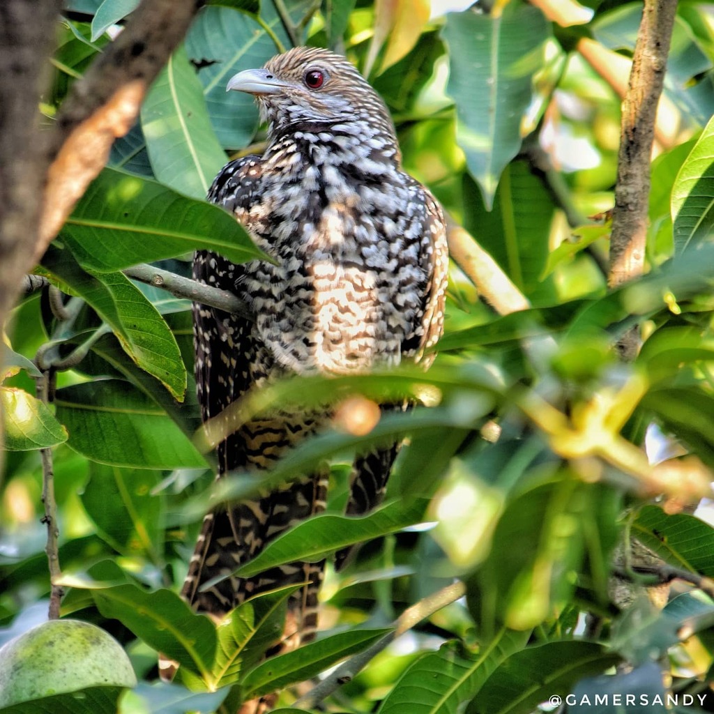 ' Bird sits next day on same tree. ' 😊
....
Asian Koel 📸
....
Bird Count: 127.  Unique Count: 48
.
.
.
.
#asiankoel #asiankoelbird #cuckoobird #blackkites #birds #birdsofinstagram #birdwatching #instabird #your_best_birds #birding #birdofuttarakhand … instagr.am/p/CETOOfqMoR1/