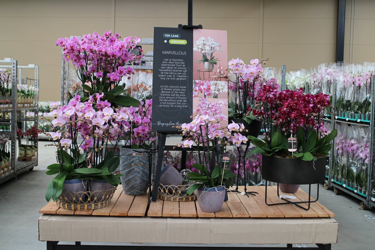 Onze rijkbloeiende Marvellous is nu te bewonderen én verkrijgbaar in het GTC <a href="/byWaterdrinker/">WaterdrinkerAalsmeer</a>!