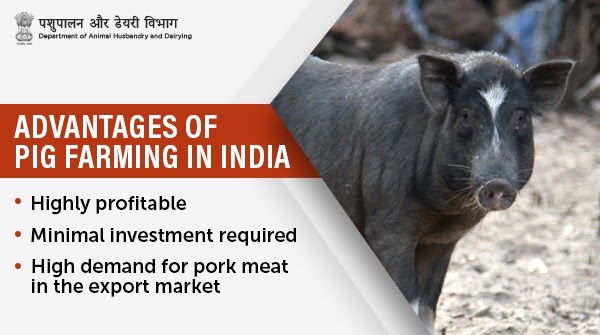 Dept of Animal Husbandry & Dairying, Min of FAH&D в Twitter: „With little #investment in #farm & equipment, proper #feeding, & timely #vaccination of #pigs, #PigFarming is a profitable #livestock business for Dept of Animal Husbandry & Dairying, Min of FAH&D в Twitter: „With little #investment in #farm & equipment, proper #feeding, & timely #vaccination of #pigs, #PigFarming is a profitable #livestock business for