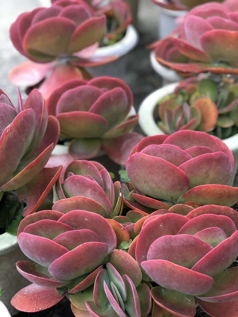 はこねフローリスト 赤色の葉の重なりが ぷっくりかわいい多肉植物です 見ているだけで 不思議と心が癒されるかわいらしさがたまりません 多肉質の葉や茎 根にたくさんの水を蓄える 多肉植物 多肉植物 デザートローズ インテリアプランツ 多肉 はこねフローリスト 赤色の葉の重なりが ぷっくりかわいい多肉植物です 見ているだけで 不思議と心が癒されるかわいらしさがたまりません 多肉質の葉や茎 根にたくさんの水を蓄える 多肉植物 多肉植物 デザートローズ インテリアプランツ 多肉