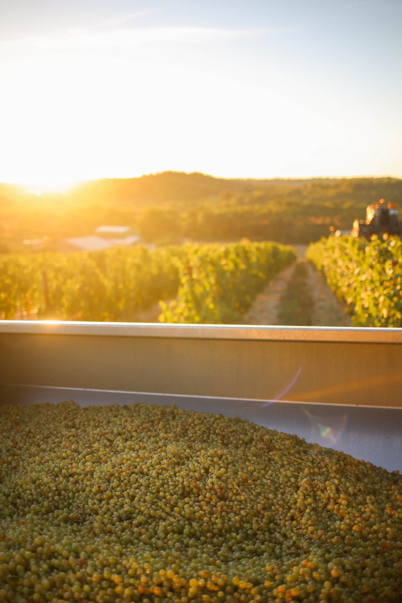 Passion vendanges au lever du soleil 🧡 #TastePaysDOc #Montpellier #Vendanges2020 #Vermentino