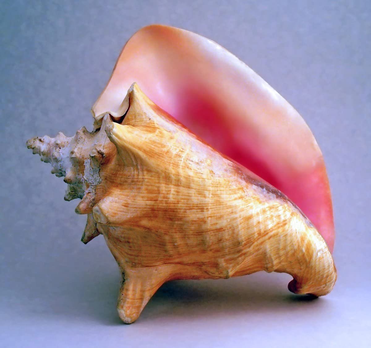These are the coolest sea shells and anyone that has one of these in their home and lives ten miles from the ocean shore or farther can be trusted.