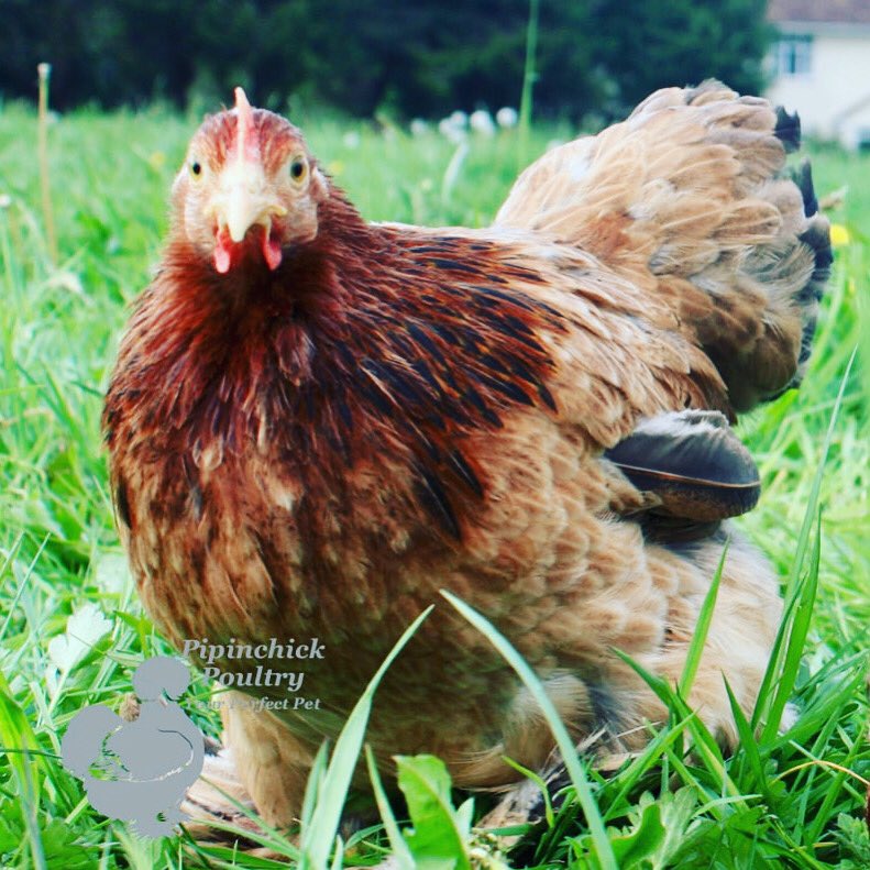 Morning, love Pekin Bantams, they’re so full of character, always into everything you’re doing and very nosey! They make great companions as their one of our friendliest breeds. 

#pekinbantams #gardenchickens #perfectpets  #loveyourchickens #pipinchickpoultry