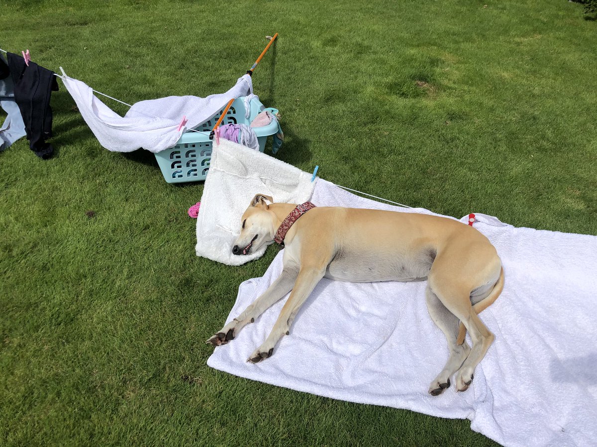 LollyLurcher's tweet photo. Oh well... https://t.co/mBl5Dkj0Oq