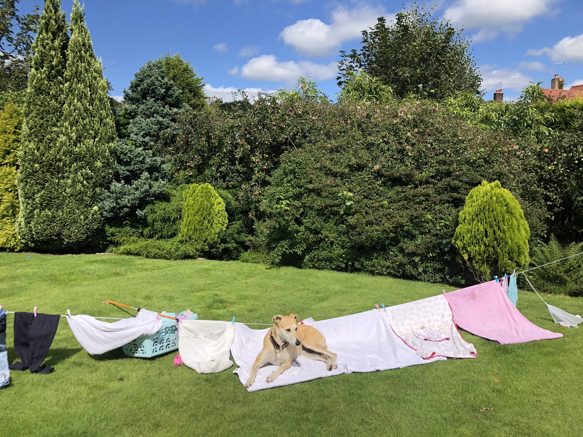 LollyLurcher's tweet photo. Oh well... https://t.co/mBl5Dkj0Oq