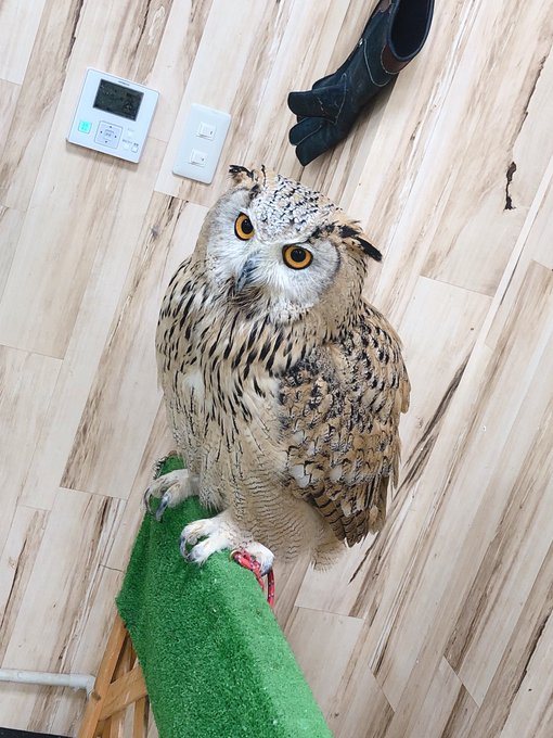 ミミズクのtwitterイラスト検索結果 古い順 ミミズクのtwitterイラスト検索結果 古い順