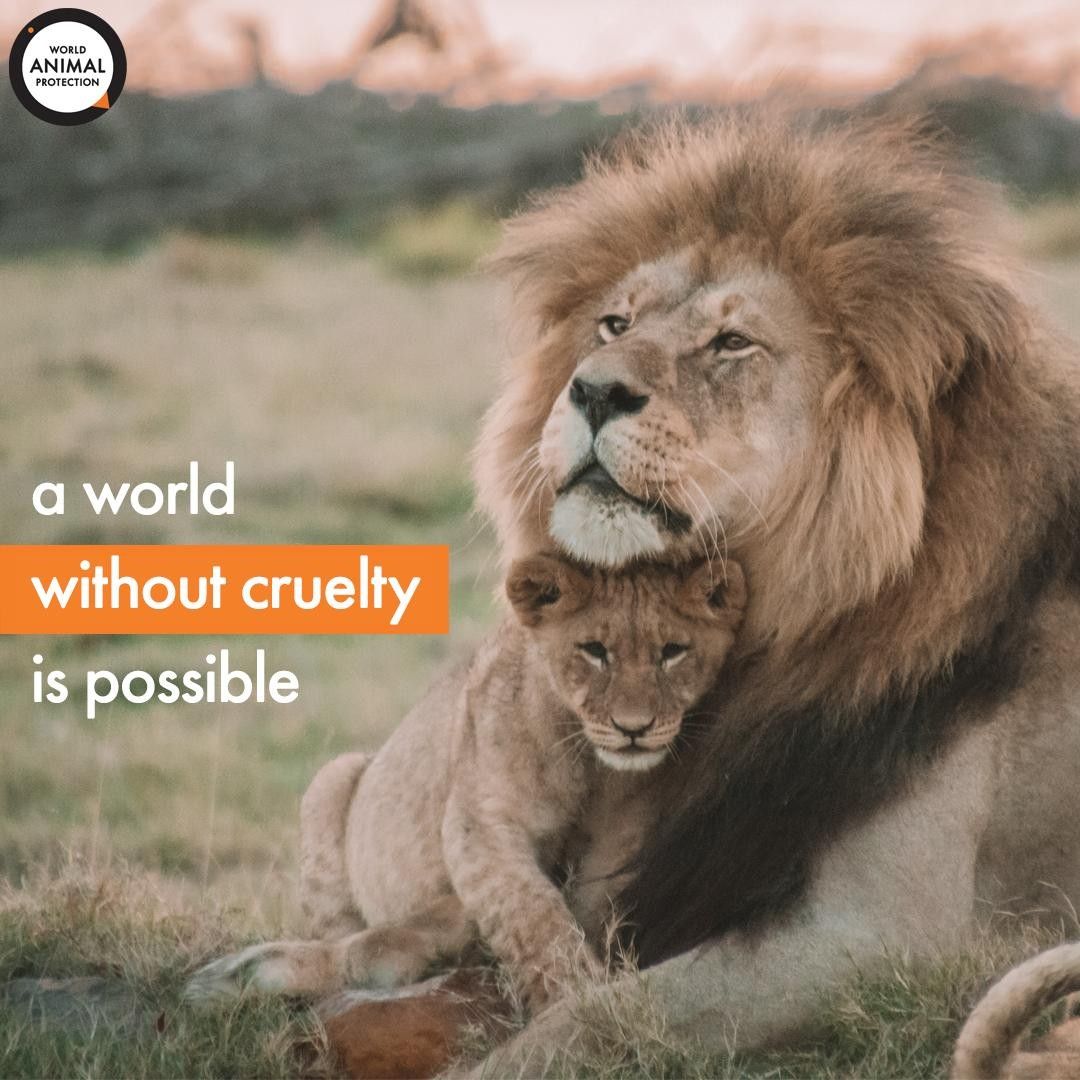 Together we can end the global wildlife trade 🦁 #EndTheTrade #EndWildlifeTrade