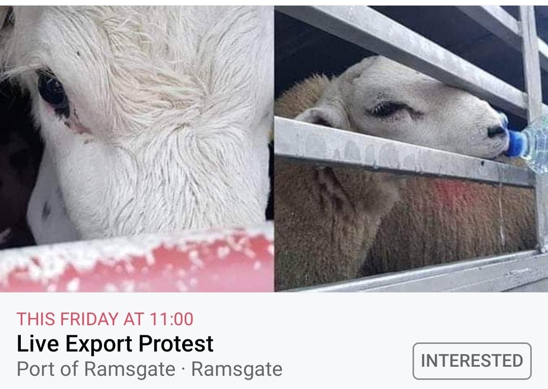#liveexport this friday 11am
Ramsgate dock. We'll be there from 10am. #banliveexport <a href="/AnimalEquality/">Animal Equality</a> <a href="/LabourAnimalRG/">Labour Animal Rights Group</a> <a href="/ConservativeAWF/">Conservative Animal Welfare Foundation</a> <a href="/JournoJane/">Jane Dalton</a> <a href="/yvette_austinTV/">Yvette Austin</a> <a href="/AnimalAid/">Animal Aid</a> <a href="/DamianGreen/">Damian Green</a> <a href="/Ban_Live_Export/">BanLiveExport 🐑🐪🐄🐂🐐</a> <a href="/Eyes_on_Animals/">Eyes on Animals</a>