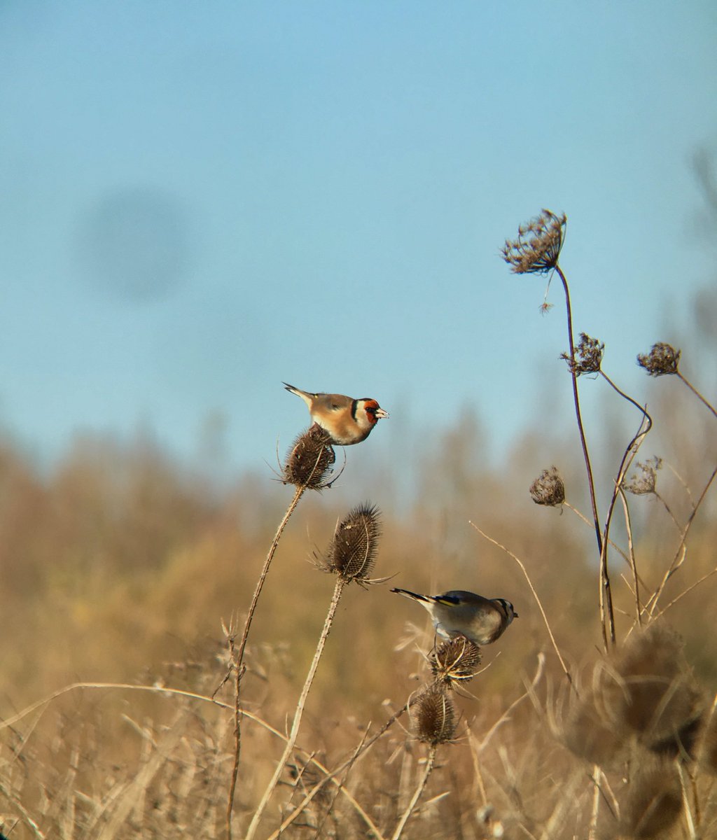 Cotswold Lakes Trust Rangers tweet media