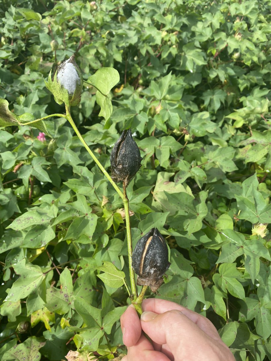 Multiple days of the cotton canopy not drying out is taking its toll on older #cotton. Boll rot.