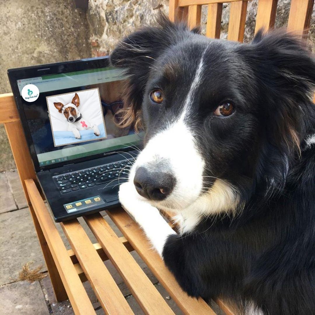 DogFirstAid's tweet image. Interactive Live Virtual Classes - learn #DogFirstAid from the comfort of your home! To find out how you could obtain life saving skills and peace of mind, visit us at dog-first-aid.com/interactive-li… 😃