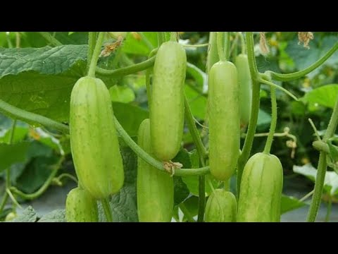 Agrojay_'s tweet photo. https://t.co/QIWLoBTxrC
Cucumber is an Indian crop and is grown all over the country. Cucumber Even in the rainfed region like Konkan, cucumber production is plentiful during the monsoon season.
@nashik_feed
#AgricultureTAResult #agriculture #agrojay #digitalarts #Farmers https://t.co/4dSa8nQrg9