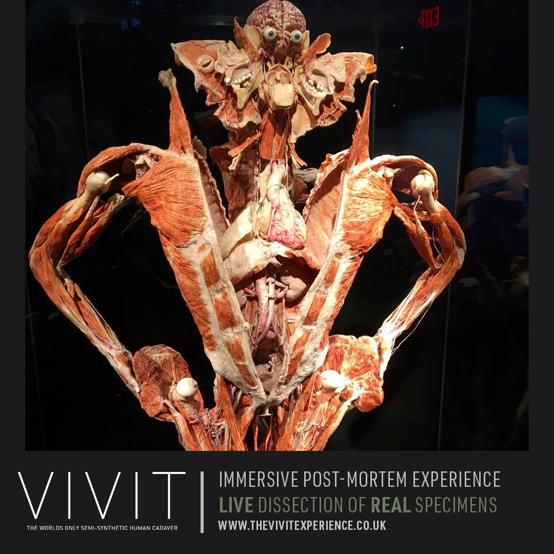 This is what the human body looks like underneath - broken down layer by layer, system by system. 

thevivitexperience.co.uk
#bodyworks #humanbody #Science #ScienceFacts