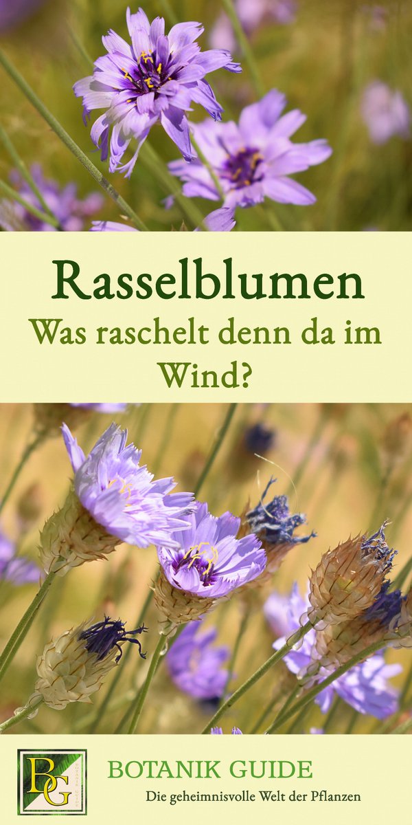 ☀️Hitzetolerante Gartenpflanzen werden in trockenen Sommern immer beliebter - so auch die Rasselblume. 🌸Doch was hat der hübsche Dauerblüher eigentlich mit der Rassel zu tun? Das und mehr auf Botanik Guide: botanikguide.de/die-rasselblum…

#Garten #Sommer2020
