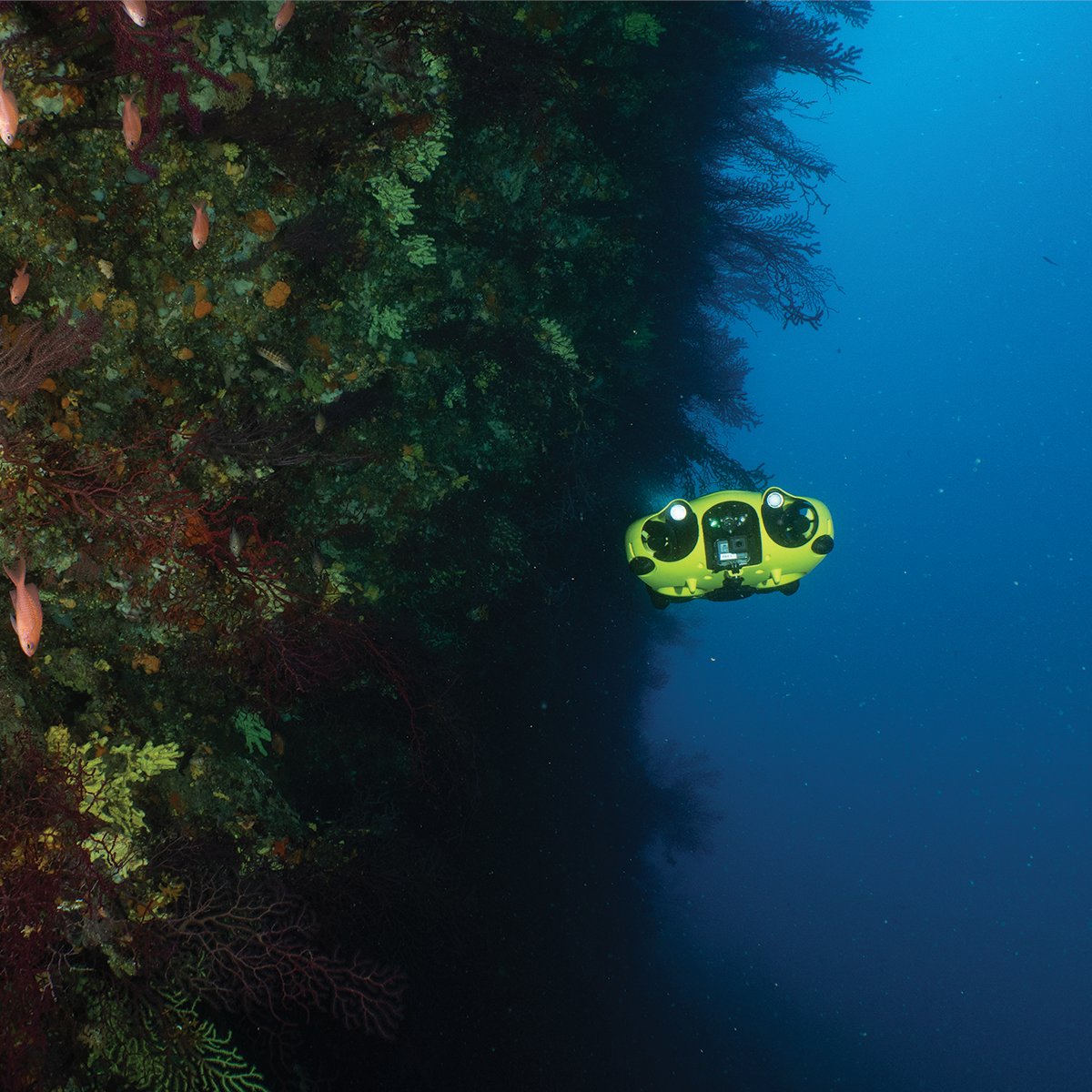 #iMakeMemories 29: The Wall II
Learn more on hubs.ly/H0tLV5c0 👌

#iBubble #autonomous #underwaterdrone #underwatervideo #underwaterphotography #underwaterart #diving #scuba #scubadiving #freediving #underwater #ocean