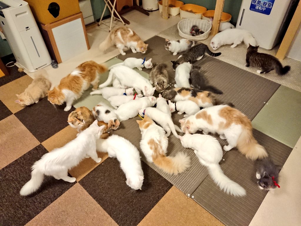猫カフェ 猫日和 Neko Biyori Ayu Twitter