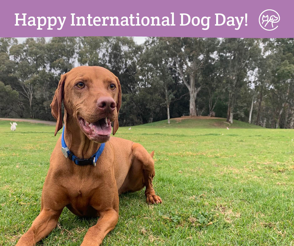 Tomorrow is International Dog Day! Here’s how to be a responsible dog owner:
🐾 Register your dog
🐾 Have your dog desexed
🐾 Microchip your dog

Click here for more information: npsp.sa.gov.au/article/view/1…
#internationaldogday