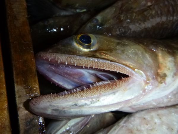米国人と一緒に水族館に行ったら自分の説明のせいで 日本人って毒魚以外に何を食べるの と言われてしまった話 Togetter