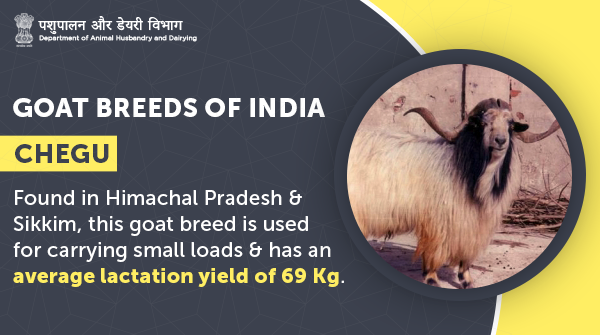 Dept_of_AHD's tweet photo. #Chegu, a medium-sized #goatbreed, is raised primarily for #meat and #pashmina - a valuable textile fibre! These #goats have white coat colour with long hairs and twisted horns bent upward!
#Livestock #AnimalWealth https://t.co/SH2q1mtTDI