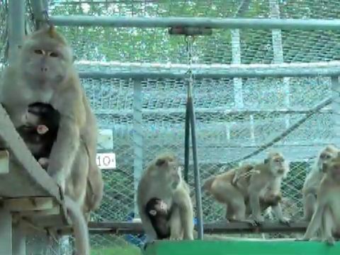 Long-tailed macaque breeding farm, Mauritius; photo Cruelty Free International