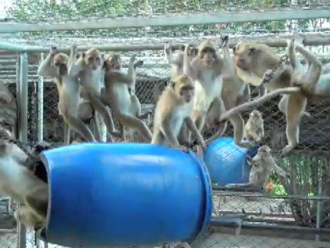 Long-tailed macaque breeding farm, Mauritius; photo Cruelty Free International