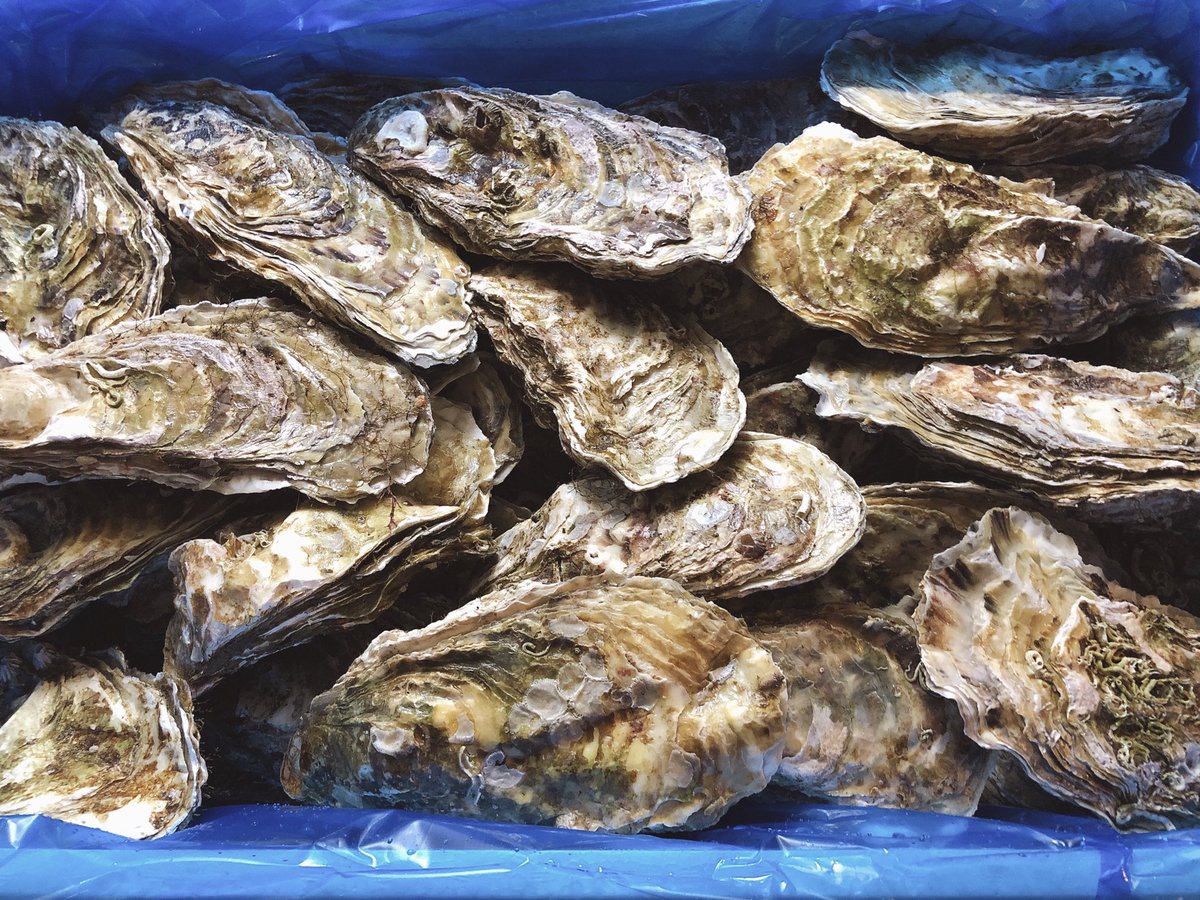 仙鳳趾産牡蠣 仙鳳趾産牡蠣