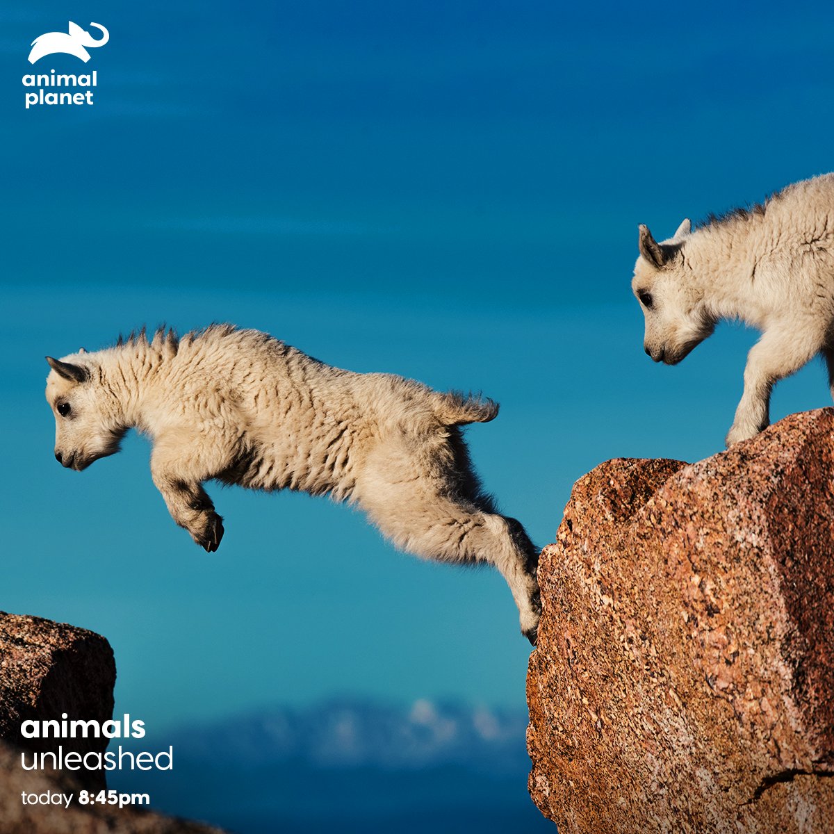 Animal Planet India on Twitter: Animal Planet India on Twitter: