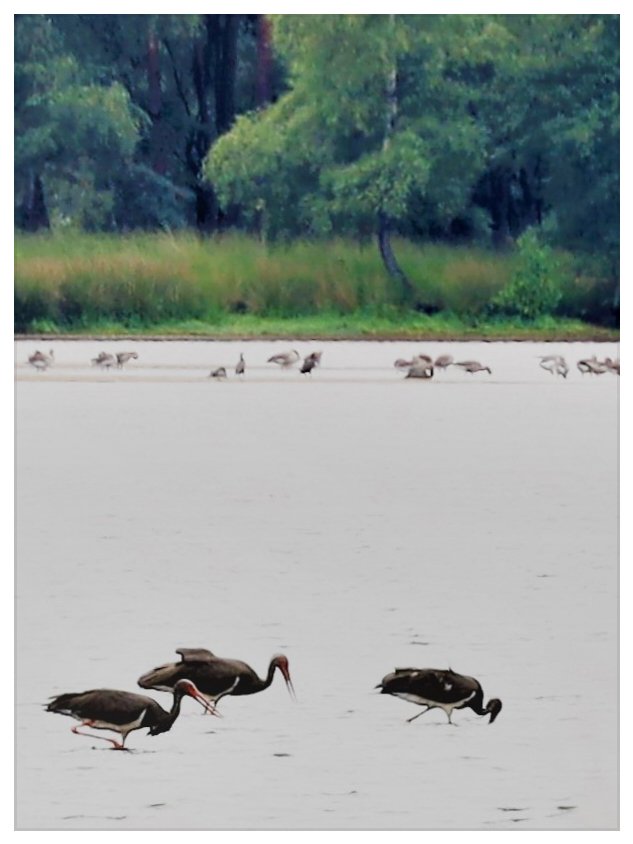 josvangool's tweet photo. 5 fourancherende zwarte ooievaars gespot op de Flaes na een tip op de eigen "waarnemingsapp" van Natuur en (weide)vogelvereniging Reusel-de Mierden. https://t.co/zw8B5iomEU