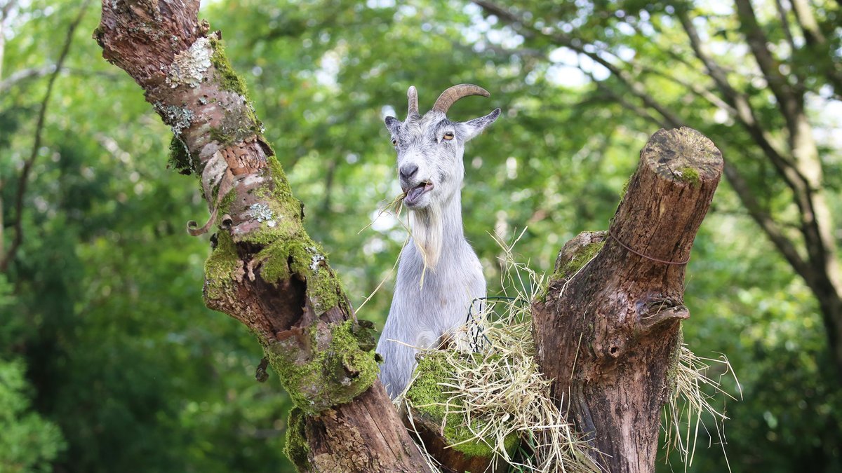 富士サファリパーク公式 意外と知られていないヤギの特技 木登り 木の上にあるエサもむしゃむしゃ 木登りヤギ 富士サファリパーク T Co Hypvfpbgnv