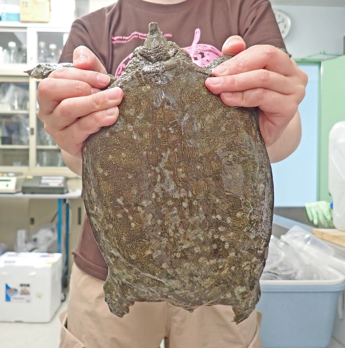 旭川医大寄生虫学講座 1 5 Kgもあるよ このあとグロ画像 出てくるから 苦手な方はここまで 旭川医大寄生虫学講座 1 5 Kgもあるよ このあとグロ画像 出てくるから 苦手な方はここまで