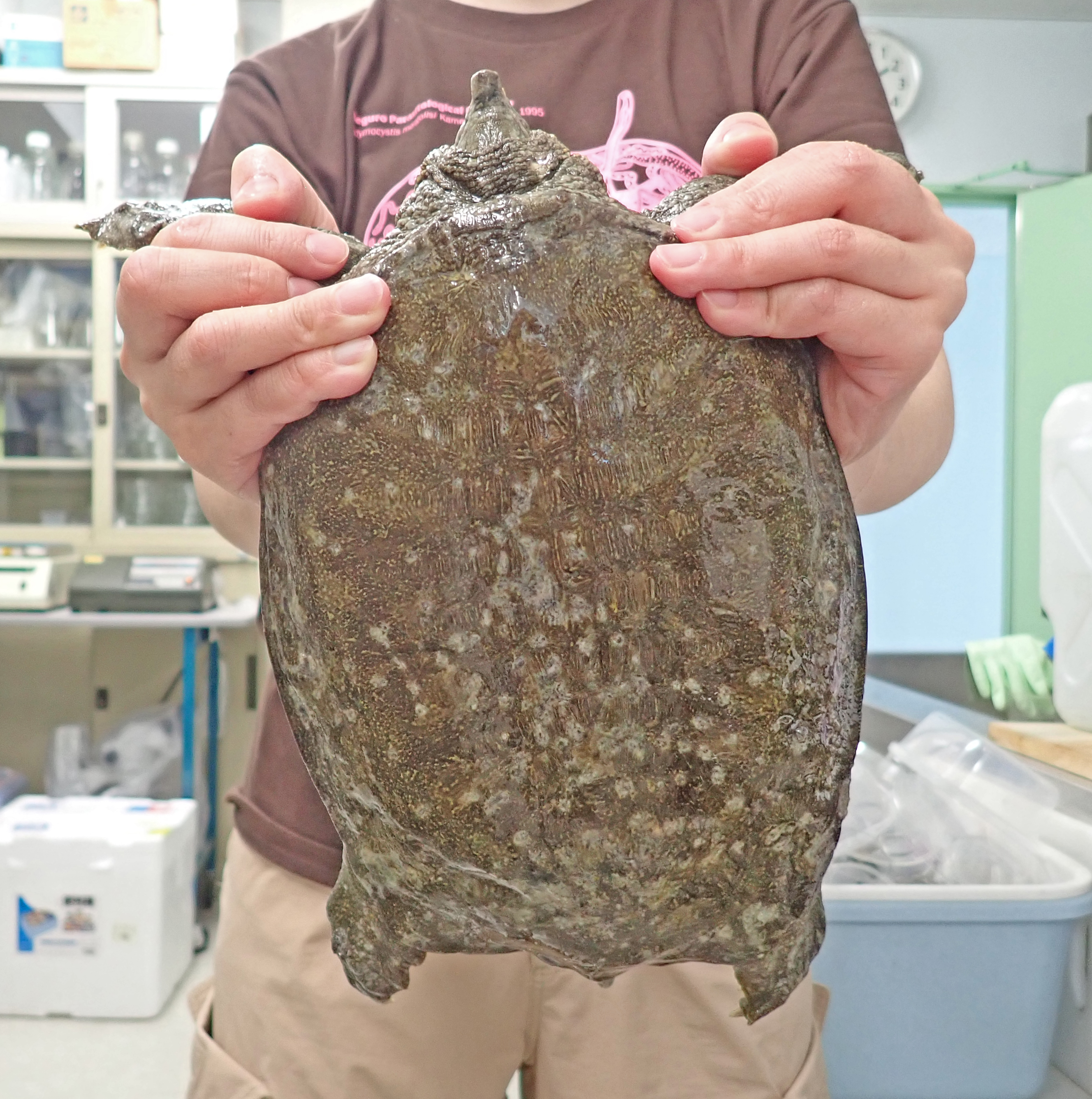 旭川医大寄生虫学講座 そこそこのサイズの動物も たいていはキッチンバサミで解体するんですけど スッポンは皮膚が硬くて手が痛くなっちゃうな とか言いながら お腹側の甲羅をはずしたよ T Co Zkt8lqvwgr Twitter