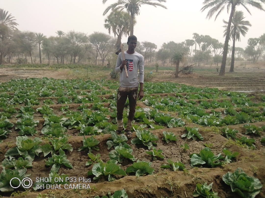 C’est pour ces #résultats que nous #aimons notre #travail.
Un autre #jeune installé au niveau de site de #Issoufouri dans la Commune de #Goudoumaria. Il a exploité une superficie de 0,5 ha en #chou, #poivron et #oignon pendant la #campagne sèche passée.