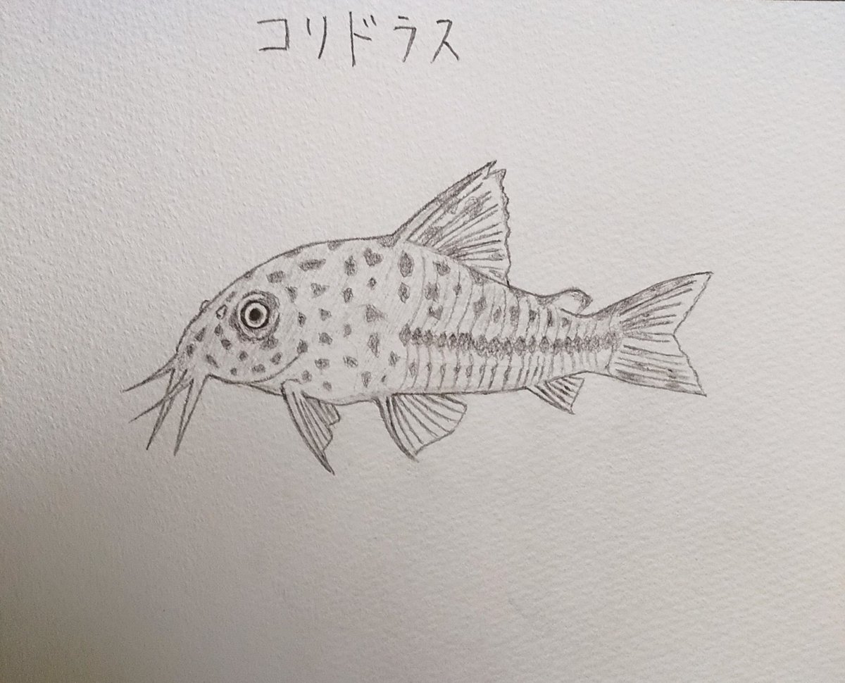 まさと イラスト王国 アナログイラスト 熱帯魚 コッチーさんの飼ってる熱帯魚を模写させていただきました コリドラス という名前で丸っこい体とヒゲが特徴的です あまりメジャーではないのですが人懐っこくて愛らしいお魚さんです 細かい箇所が