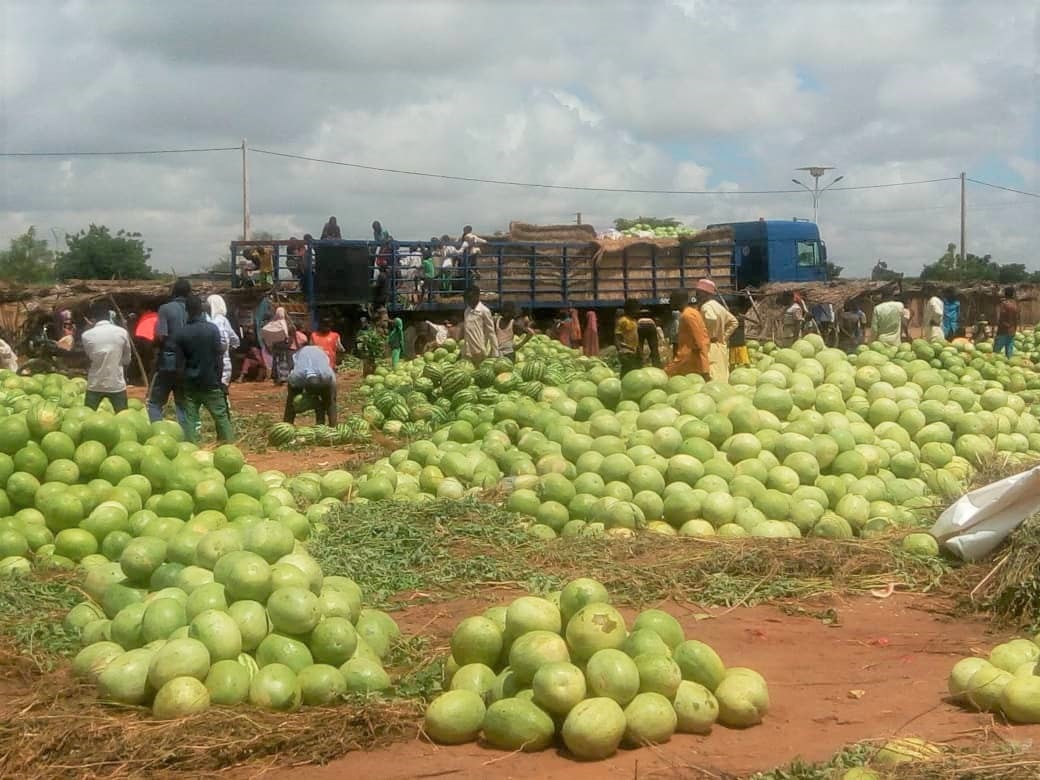 En ce mois d’août, le #marché de demi-gros de #Guidan #Roumdji vit au rythme des chargements de #pastèques.
La région de #Maradi est devenue, au fil des années, une grande zone de #production de pastèques, notamment le département de Guidan Roumdji pendant la saison des pluies.