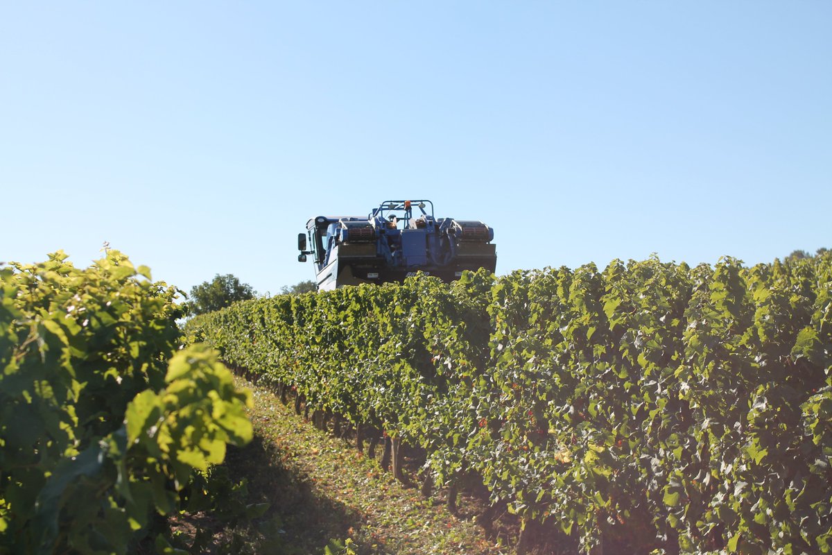 Début des #vendanges2020 au domaine ! 🍇🍷

#Vin #wine #GERS #sudouest #Occitanie