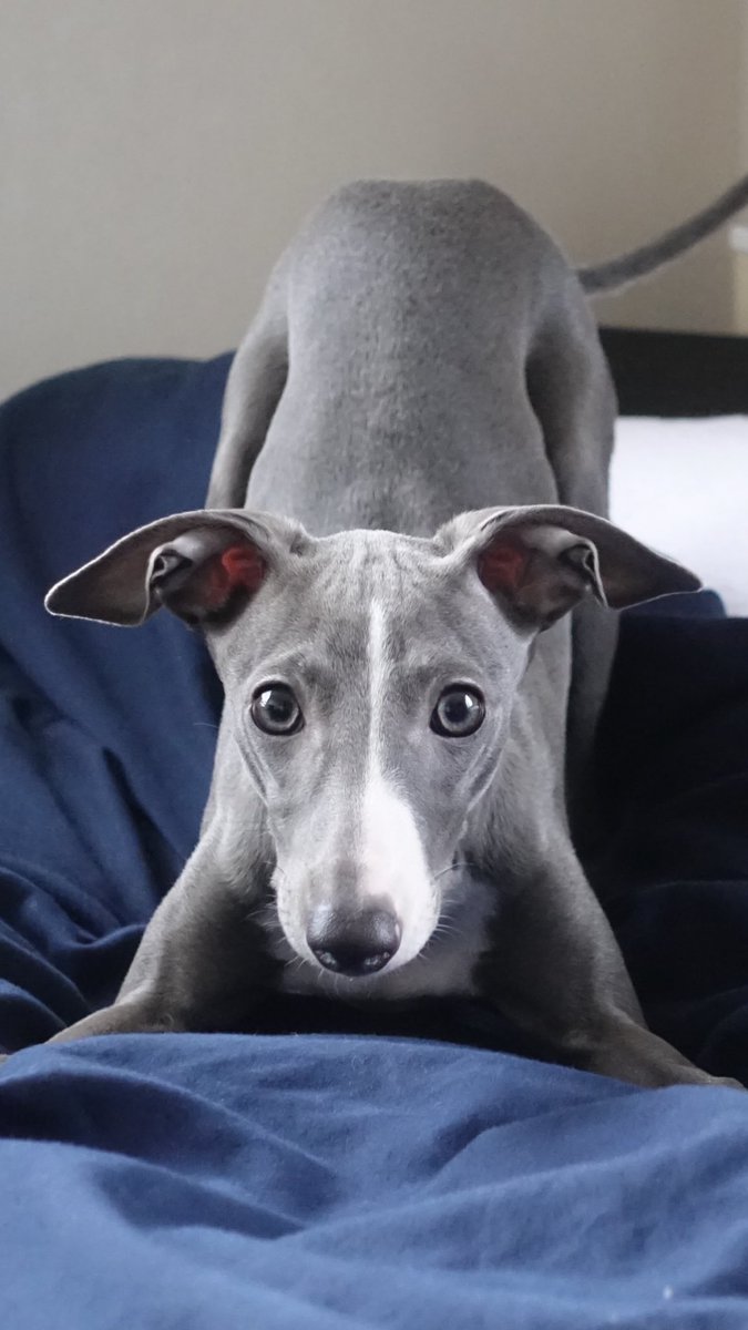 わらび@イタグレ&ウィペット on X