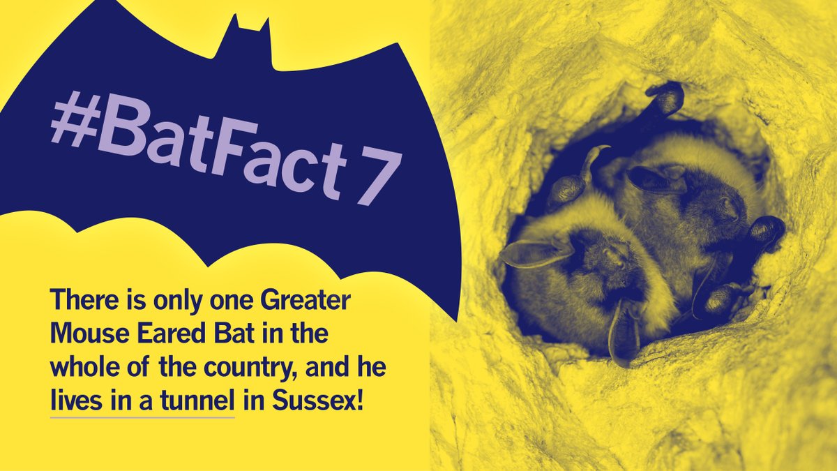 Continuing the countdown to #internationalbatnight with #batfact number 7.
If you’re ever down in #Sussex, let us know if you see it!
#environmentalconsultancy #protectedspecies #greatermouseearedbat