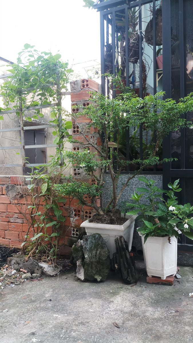 Hết tiền có dàn mồng tơi!