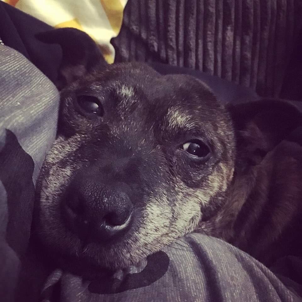No real interest in elderly Sophie as yet 😞 she is 16 years old and needs pet and child free home to live out her days. 
All ongoing costs will be covered. 
She also requires sponsors to help cover her monthly medical bills. 
#seniordog #staffie #foster #durham #sunderland
