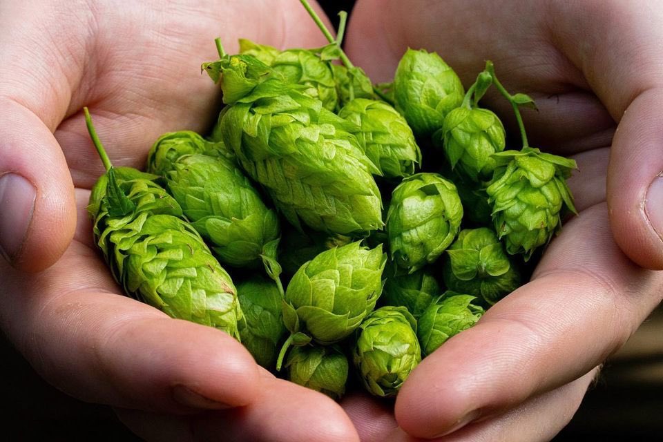 Our Fresh Hop IPA Limited Release bottles are now SOLD OUT! 😱😭😅

BUT - if you move fast you can still fill up your Growlers with our Fresh Hop that’s on tap.

Our Drive-Thru beer sales is open from Mon - Thurs, 9am - 5pm. 😁🍺👍