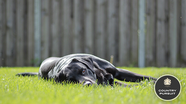 CPPetfood's tweet photo. Ahhhh this floor is so cool... I'm not moving! πΆπ
#FriendsofCP #countrypursuit #doggos #dogsoftwitter #labrador #photooftheday #summer https://t.co/exWV6eKBNP