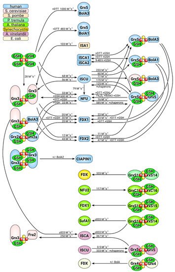 RCOF8's tweet photo. We want to share our new review article on #glutathione #GSH, #glutaredoxin #Grx and #iron metabolism.

https://t.co/AeWMaU5xsn https://t.co/wFnnorxNbV