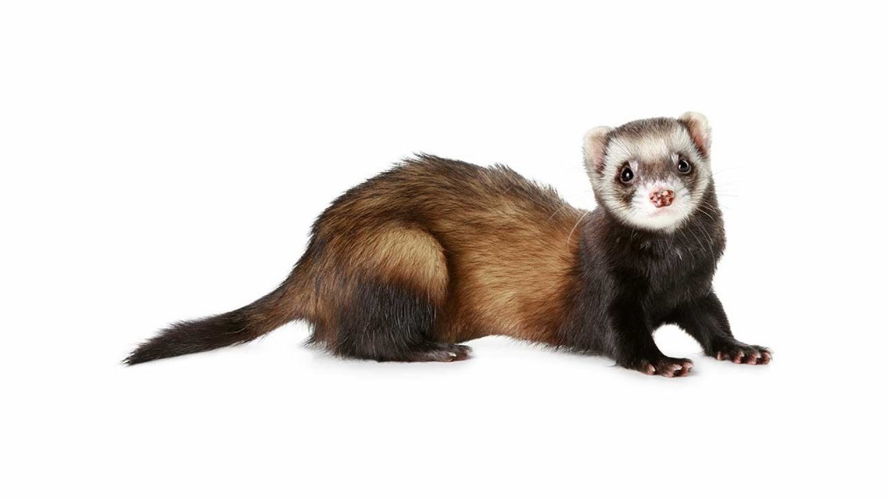 Stickfab Ferret
