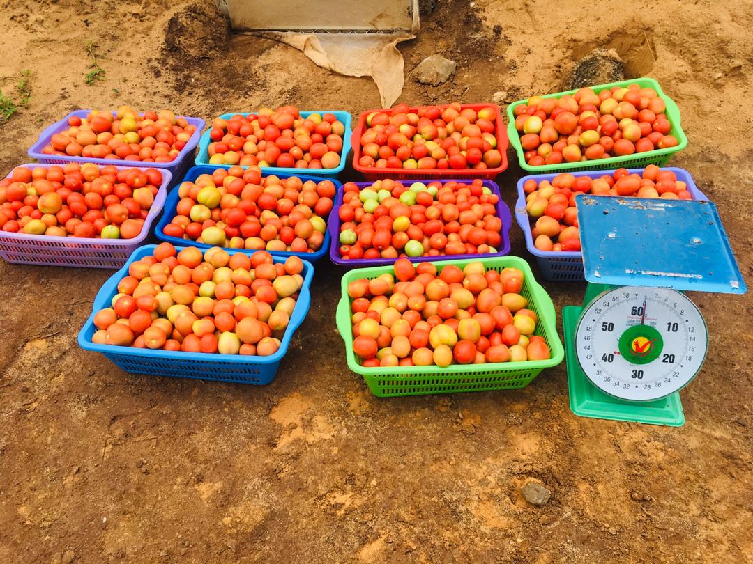 AbdirahmnSabrie's tweet photo. Maanta 240m² ayaan kasoo saarnay 139KG oo yaanyo simirsaan ah. Alxamdulillah. Baahida aqoon baan uga bixi karnaa ee aan tayeeyno oo aan maal-gashanno beeraheenna. 

#HungerFree #Somalia https://t.co/sDxbt6nYNt